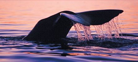 Whales & Wildness: Spring in the Sea of Cortez